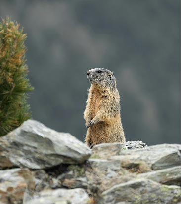 A marmot standing watch on a rocky outcrop above Pontresina, seeing the team off